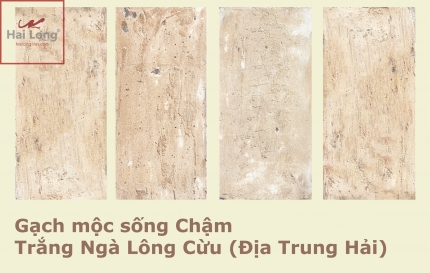 gạch màu trắng ngà gạch màu trắng ngà